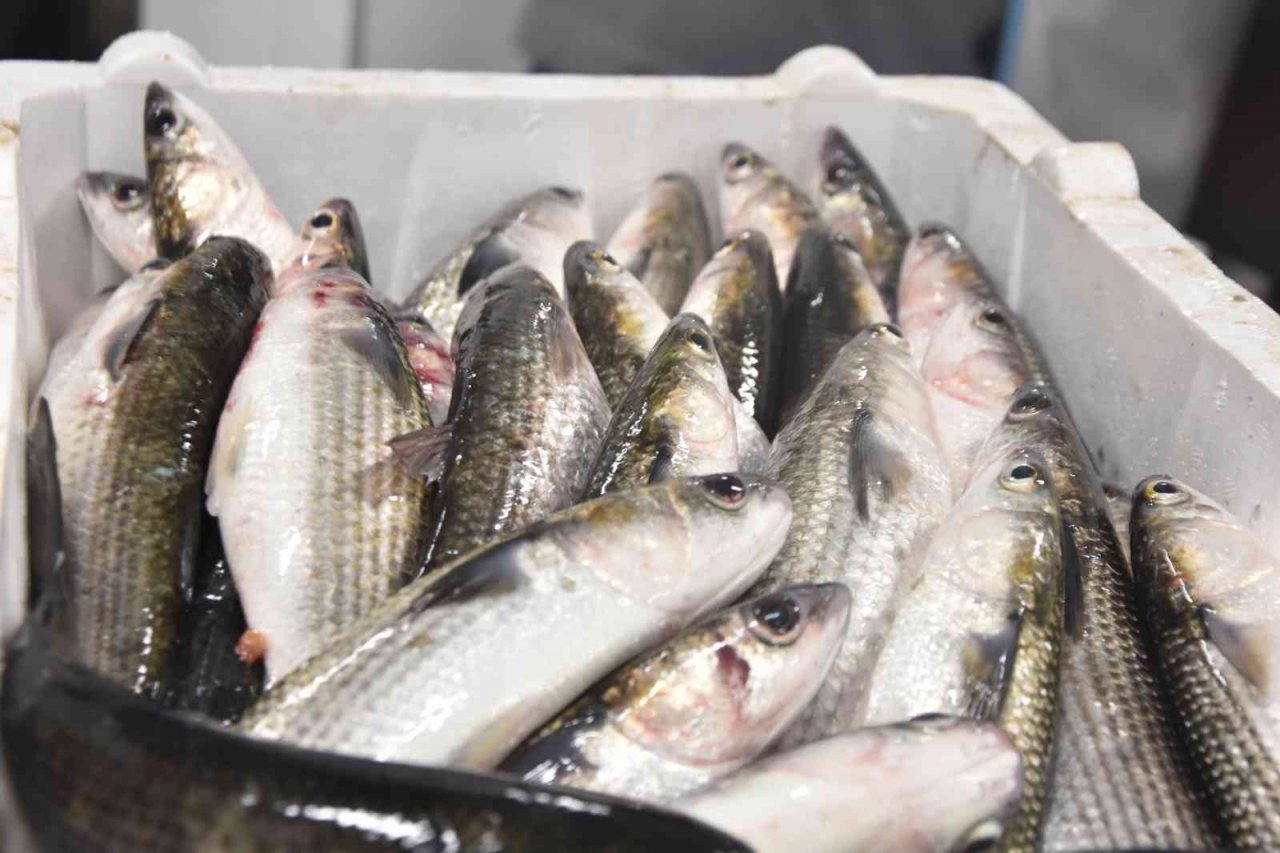 Dalyan kefali kilosu 50 liradan satılıyor