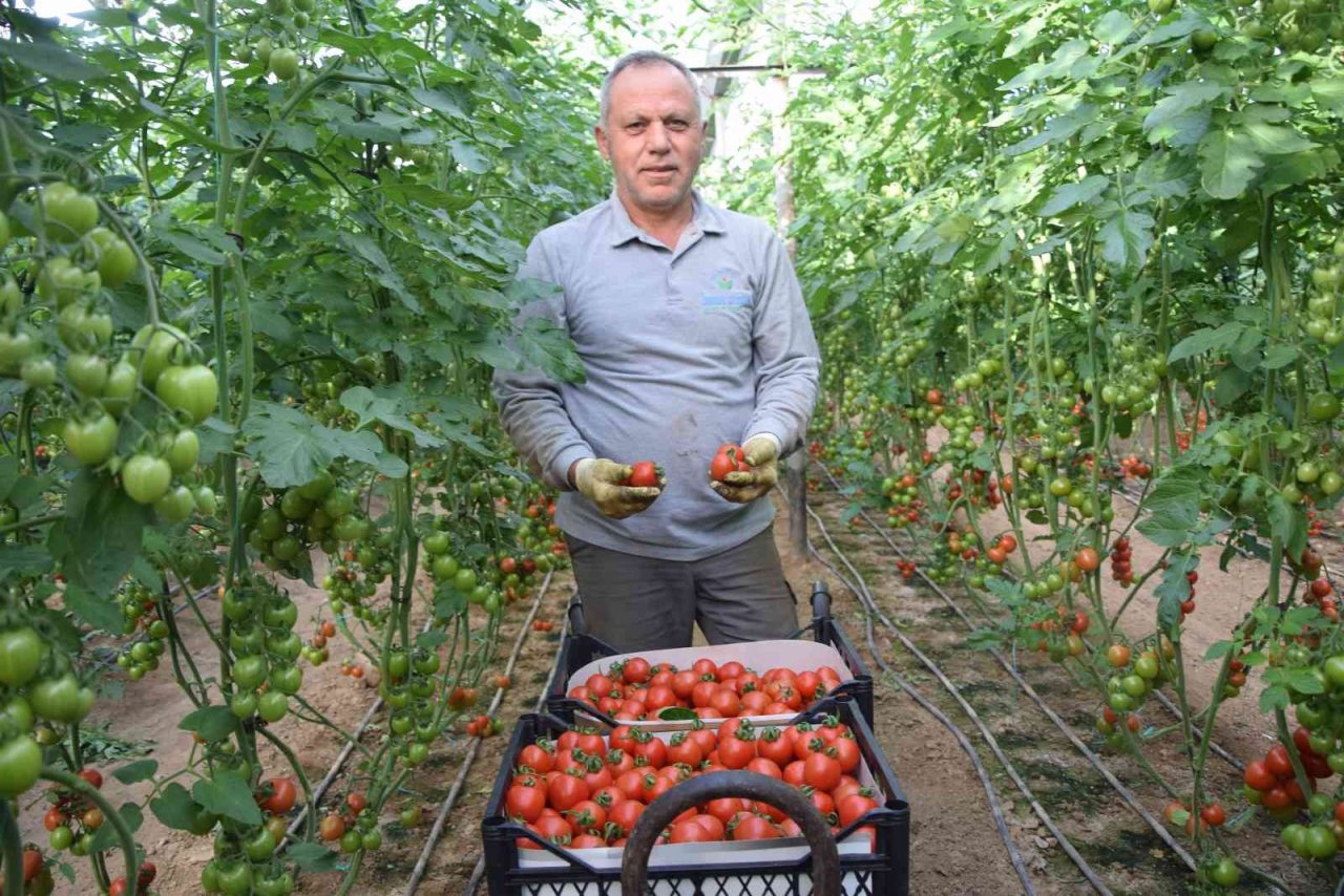 Örtü altı domateste ikinci hasat başladı