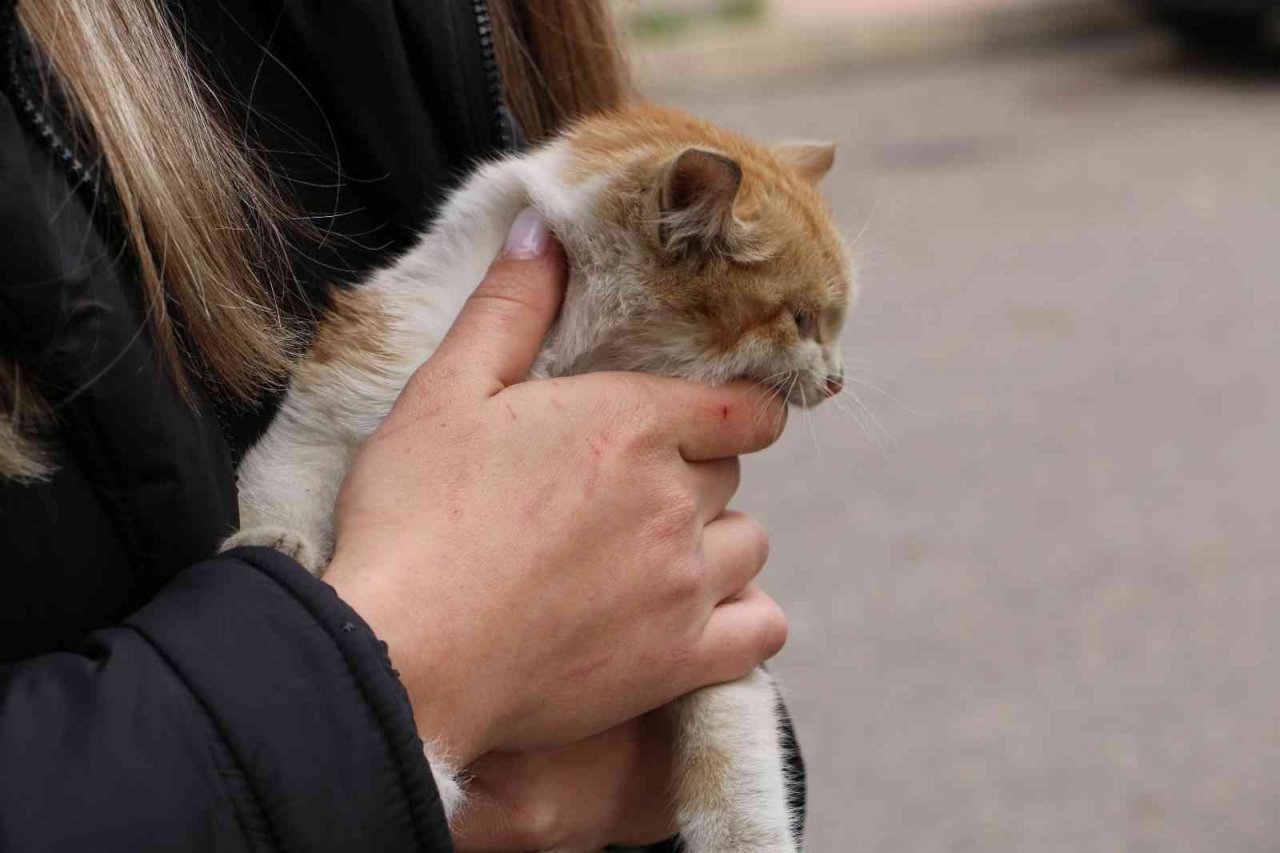 Şefkatli polisten araçta sıkışan yavru kediye yardım eli