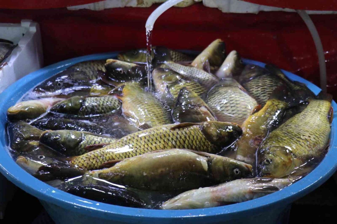 Malatya’da balıkçı tezgahlarının gözdesi ’istavrit’