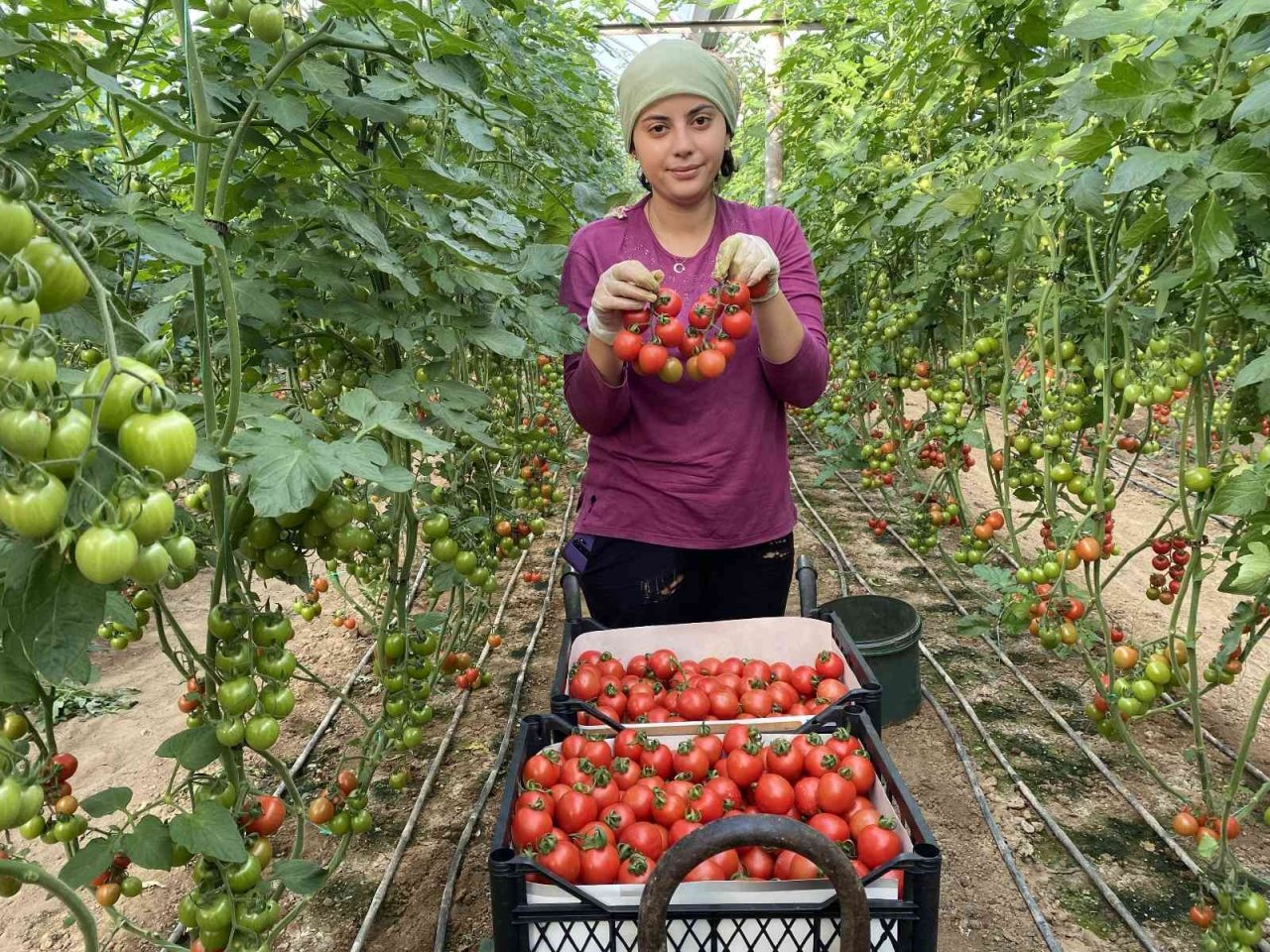 Örtü altı domateste ikinci hasat başladı