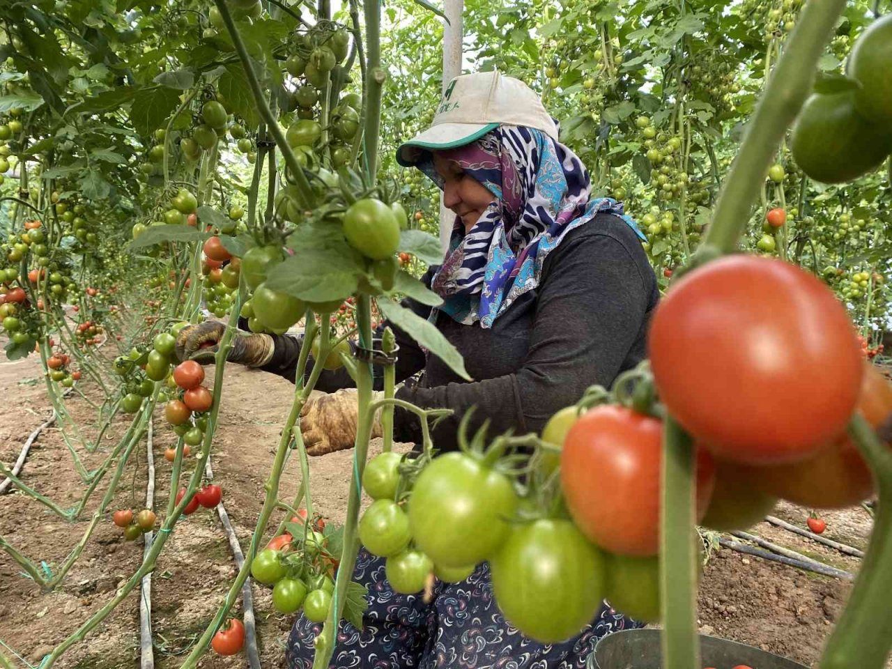 Örtü altı domateste ikinci hasat başladı