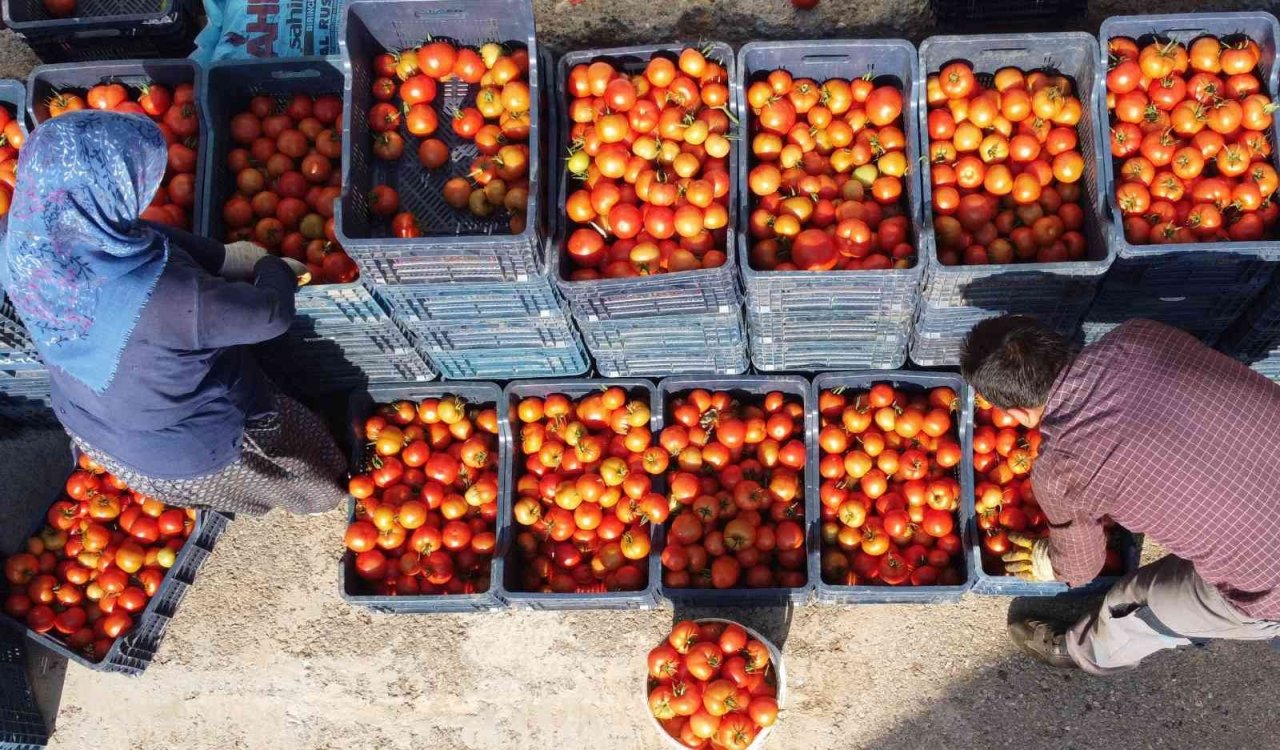 Örtü altında domates hasadı başladı: İlk ürünler dünya kupası maçı oynanan Katar’a