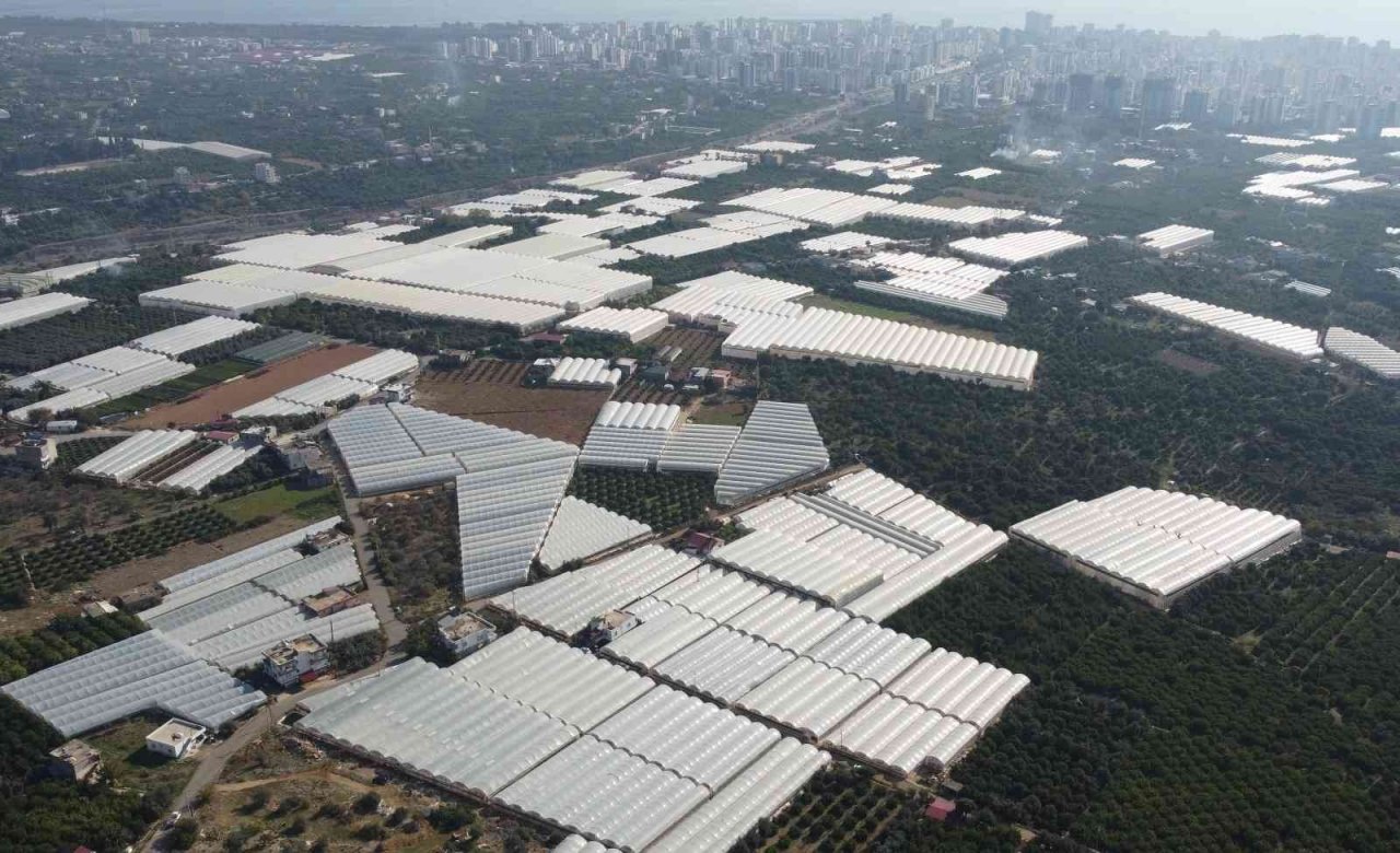 Örtü altında domates hasadı başladı: İlk ürünler dünya kupası maçı oynanan Katar’a