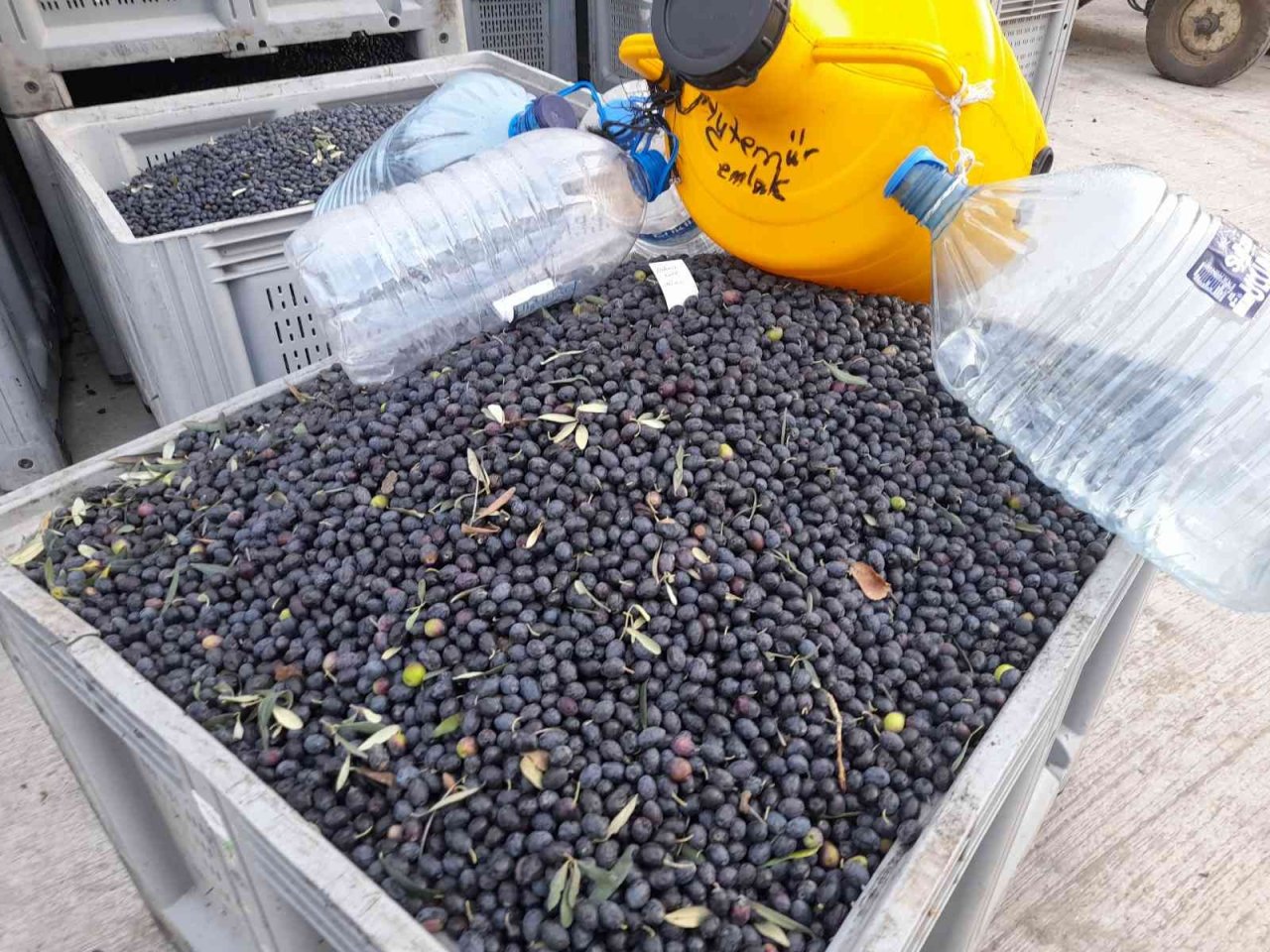 Zeytinyağı üretiminde rekor bekleniyor