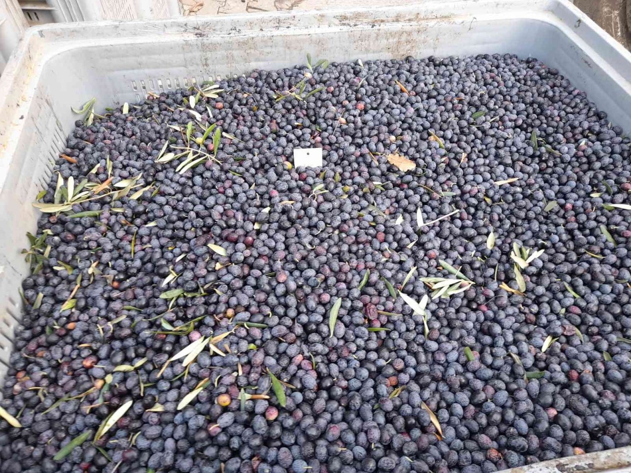 Zeytinyağı üretiminde rekor bekleniyor