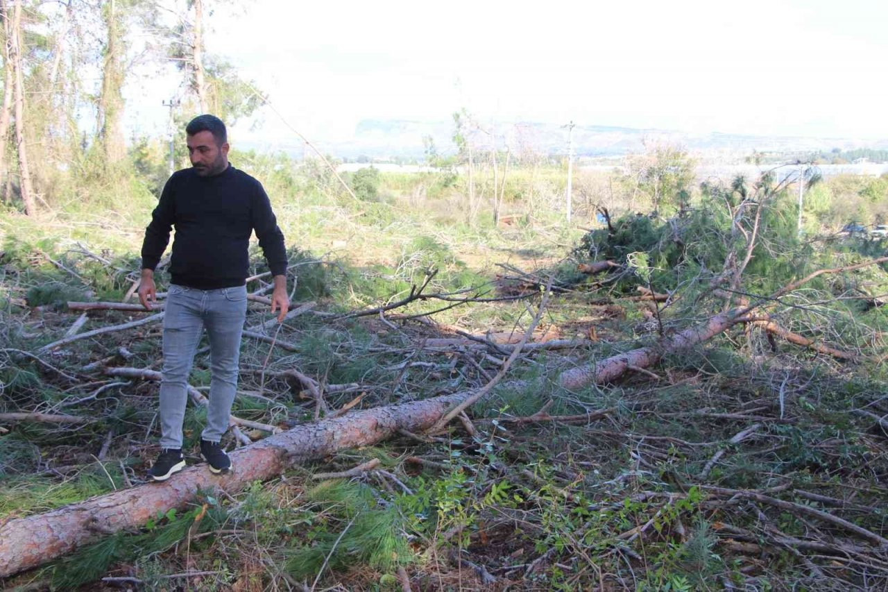 Yeni mezar yeri açmak için ağaçları kesip, eski mezarları tahrip ettiler