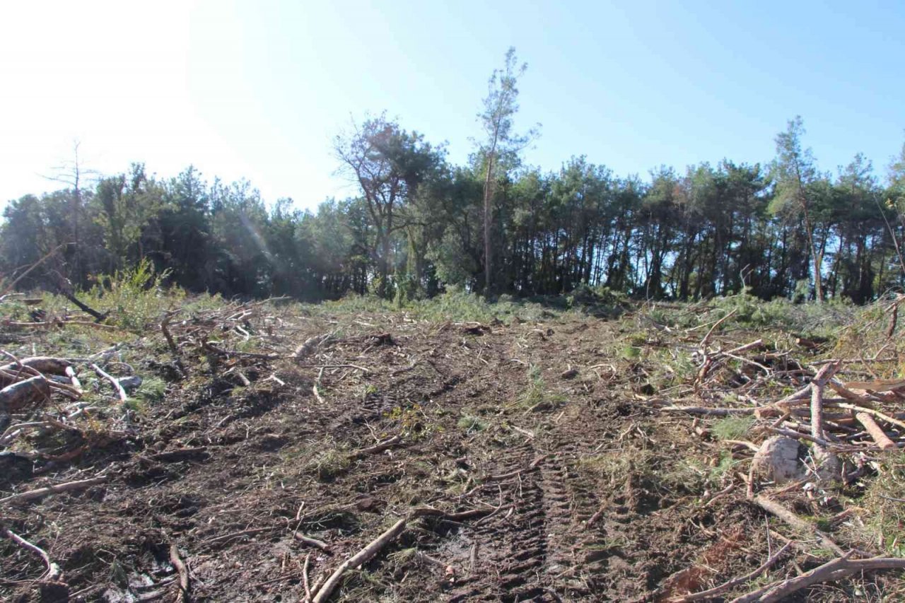 Yeni mezar yeri açmak için ağaçları kesip, eski mezarları tahrip ettiler