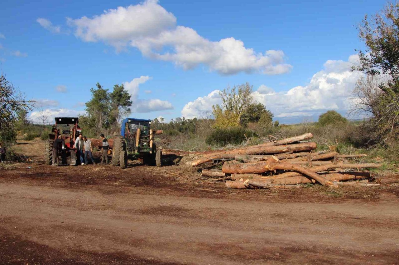 Yeni mezar yeri açmak için ağaçları kesip, eski mezarları tahrip ettiler