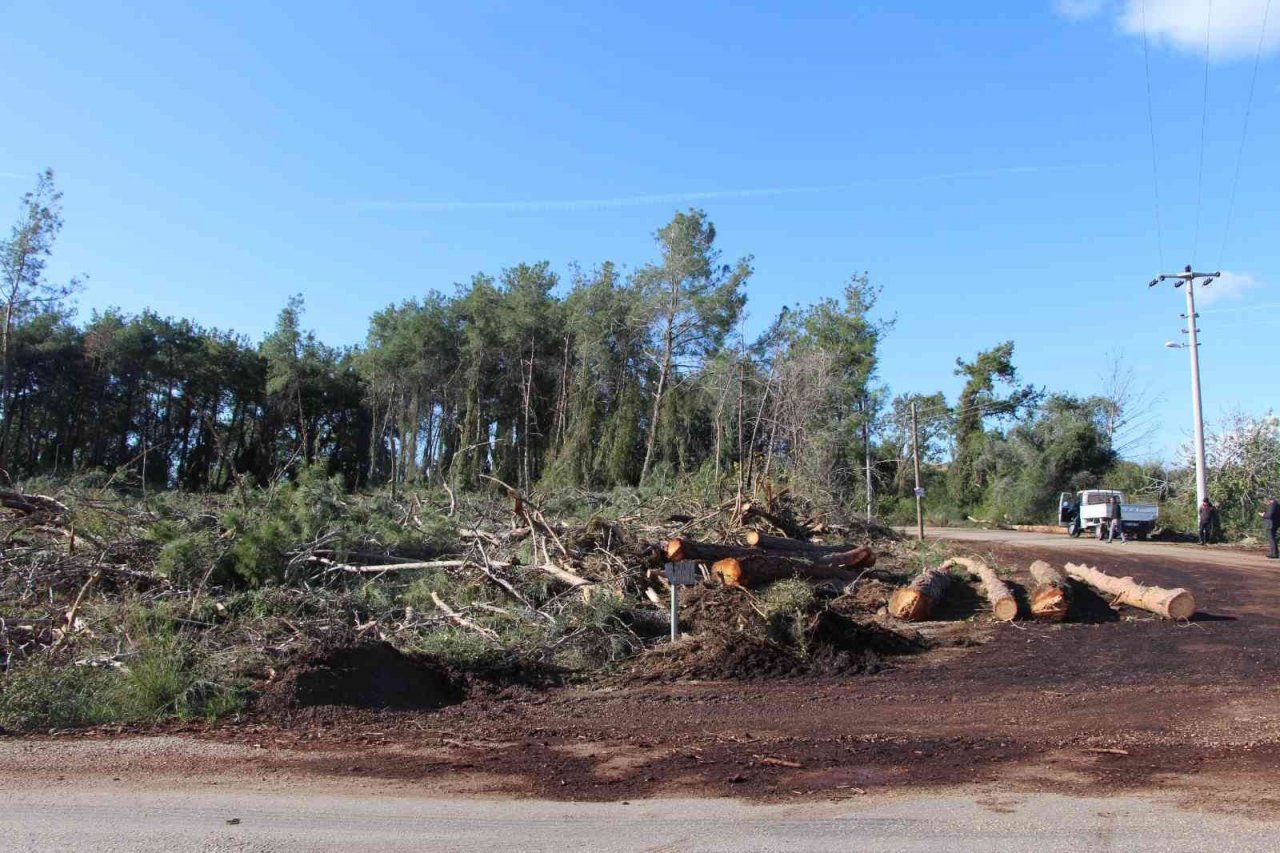 Yeni mezar yeri açmak için ağaçları kesip, eski mezarları tahrip ettiler