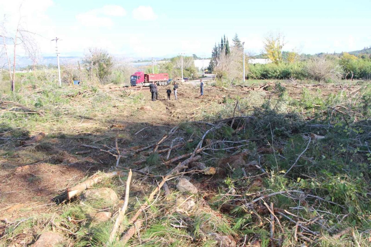 Yeni mezar yeri açmak için ağaçları kesip, eski mezarları tahrip ettiler