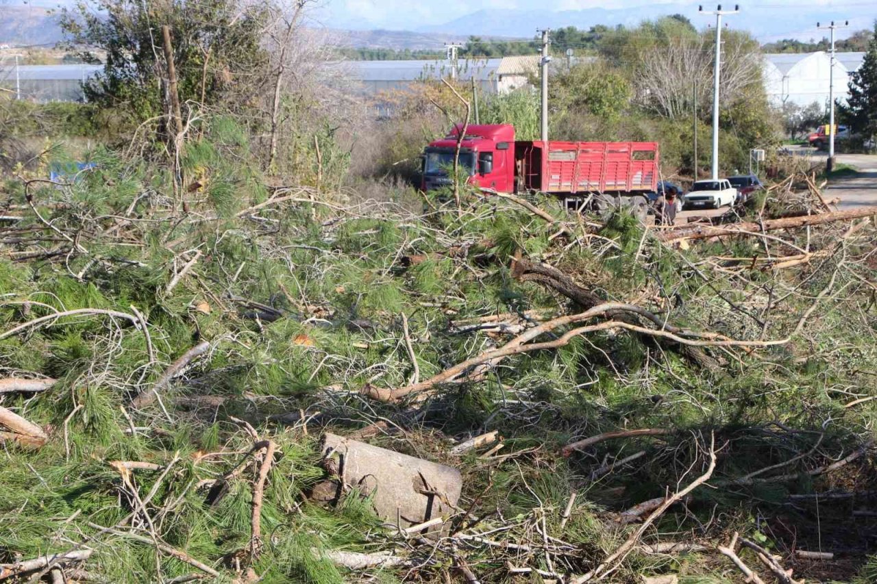 Yeni mezar yeri açmak için ağaçları kesip, eski mezarları tahrip ettiler