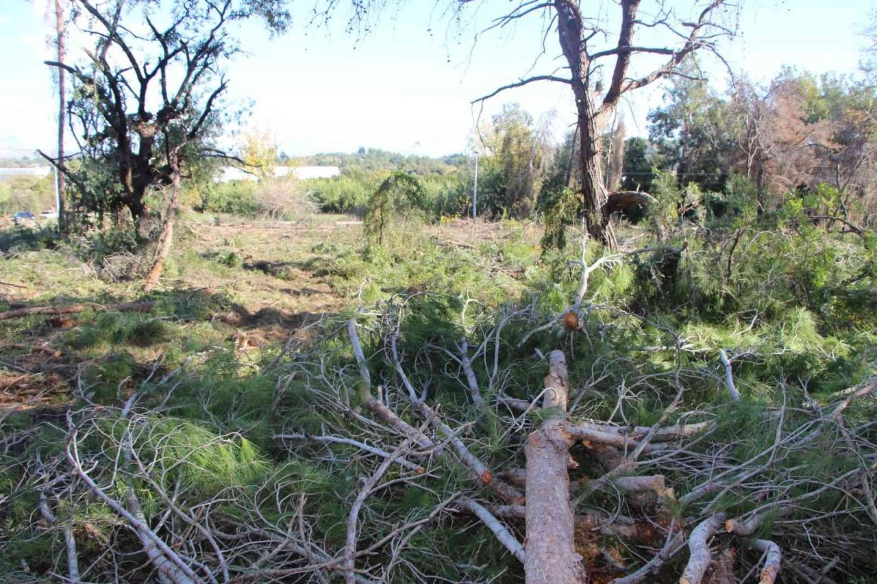Yeni mezar yeri açmak için ağaçları kesip, eski mezarları tahrip ettiler
