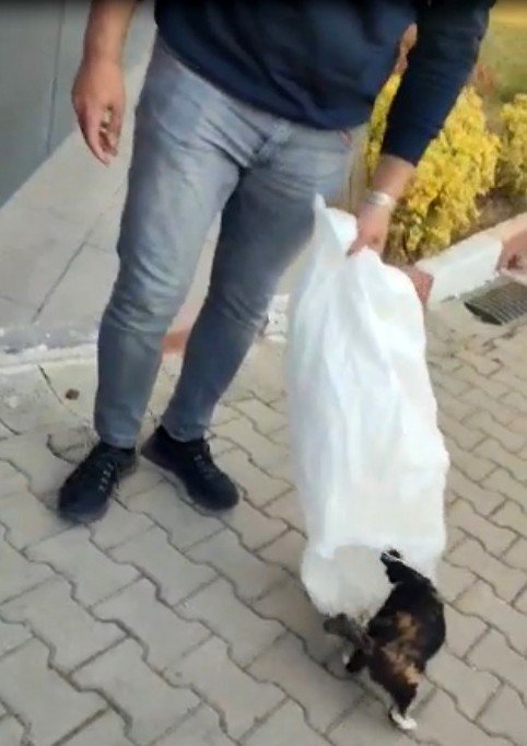 Bilecik’te KYK yurdunda skandal görüntü: Bahçedeki kedileri çuvallara koyarak topladılar