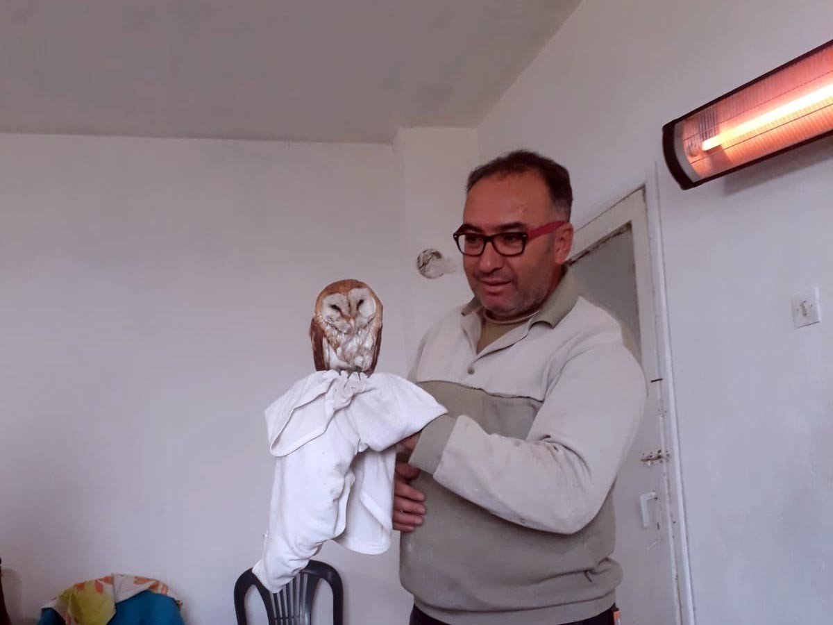 Sulama havuzuna düşen peçeli baykuşu kurtarıldı