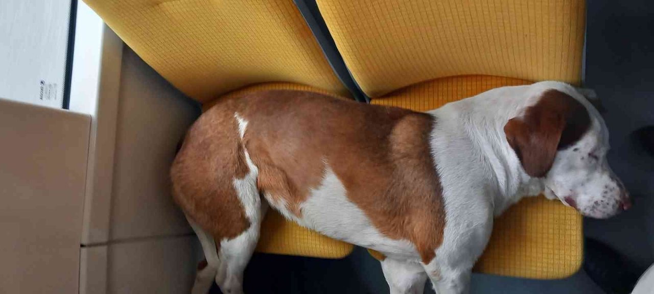 Tramvay koltuğunda uyuyan sevimli köpek