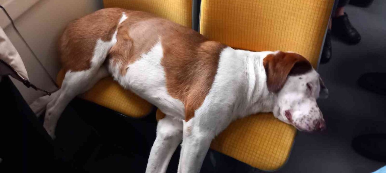 Tramvay koltuğunda uyuyan sevimli köpek