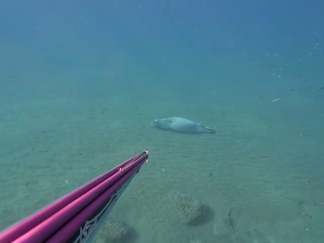 Akdeniz foku su altında uyurken görüntülendi