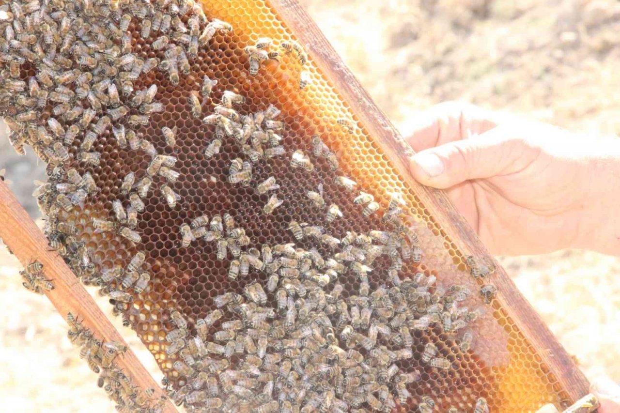 Bal üreticisi: “Kilosu 100 liraya alınan bal, bal değildir”