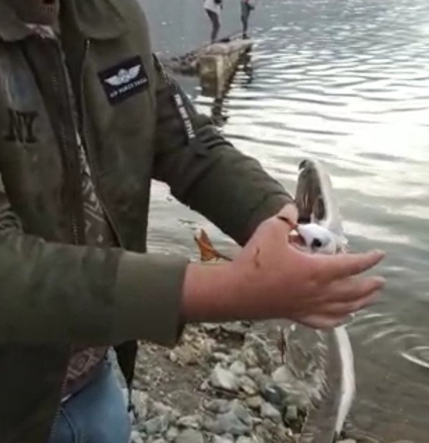 Oltaya martı takıldı