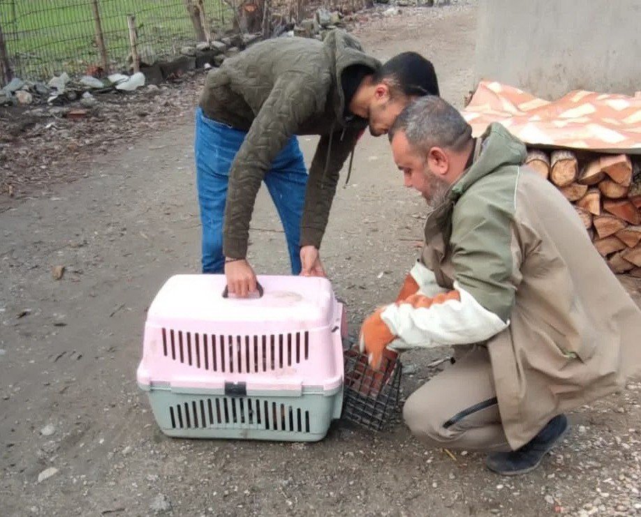 Yaralı halde bulunan şahin tedavi altına alındı