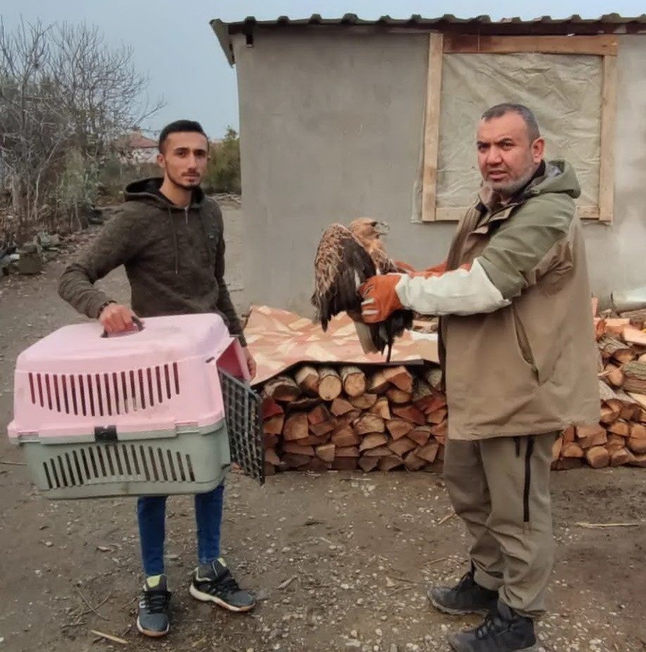 Yaralı halde bulunan şahin tedavi altına alındı