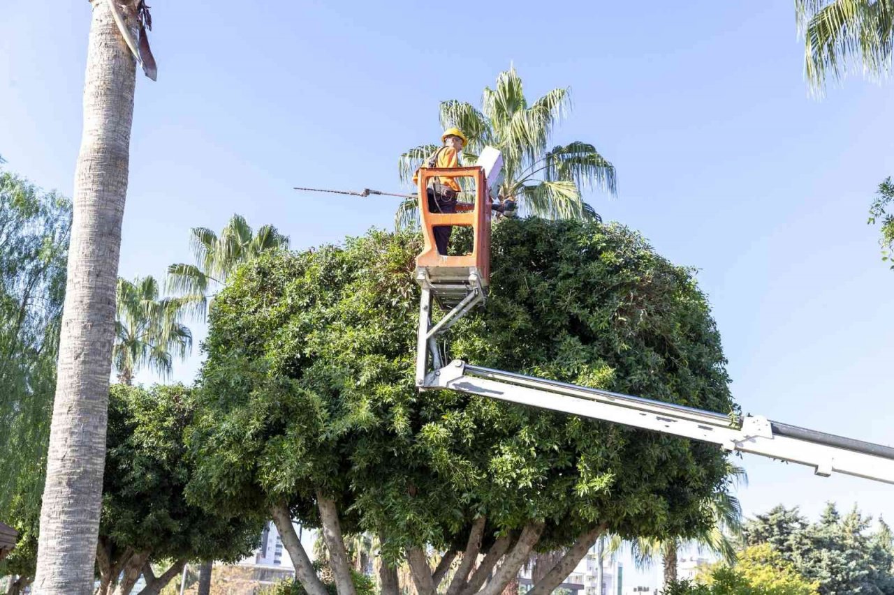 Mersin’de ağaçlara kış bakımı