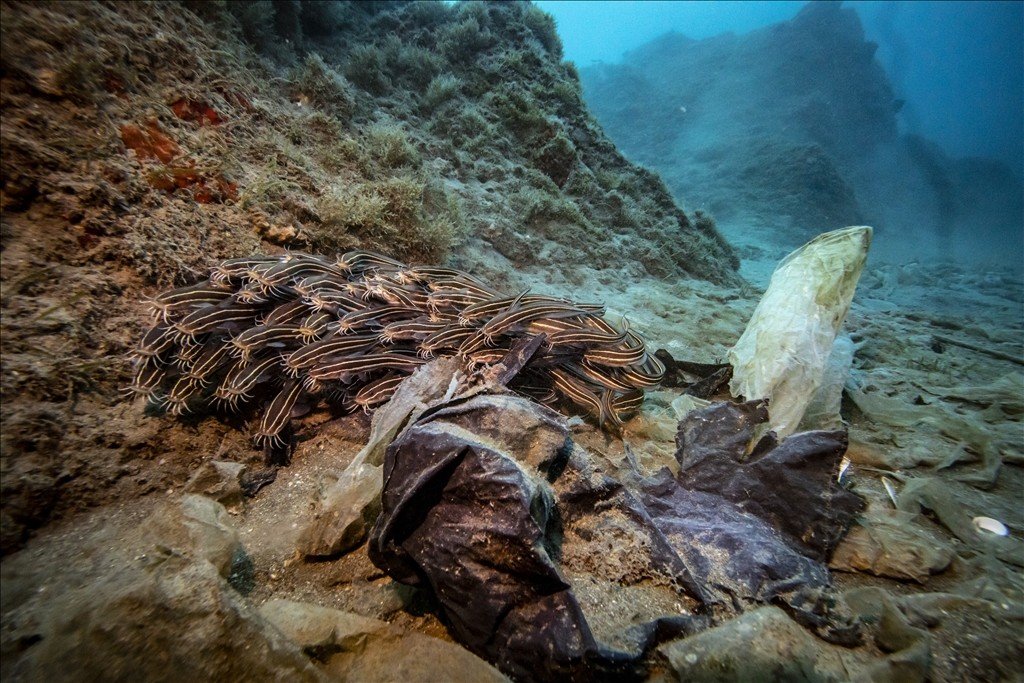 Milli rekortmen Şahika Ercümen, hem dalış hem de çevre temizliği yaptı