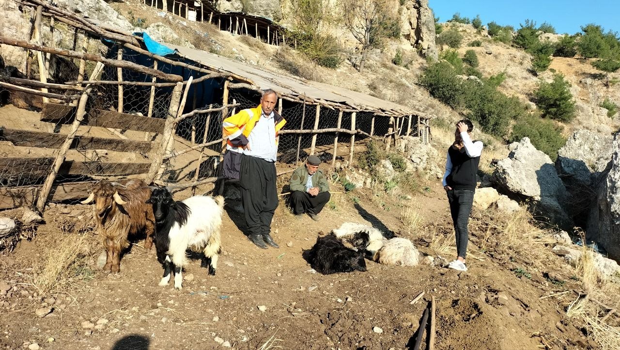 Ağıla giren sokak köpekleri, 9 keçiyi telef etti