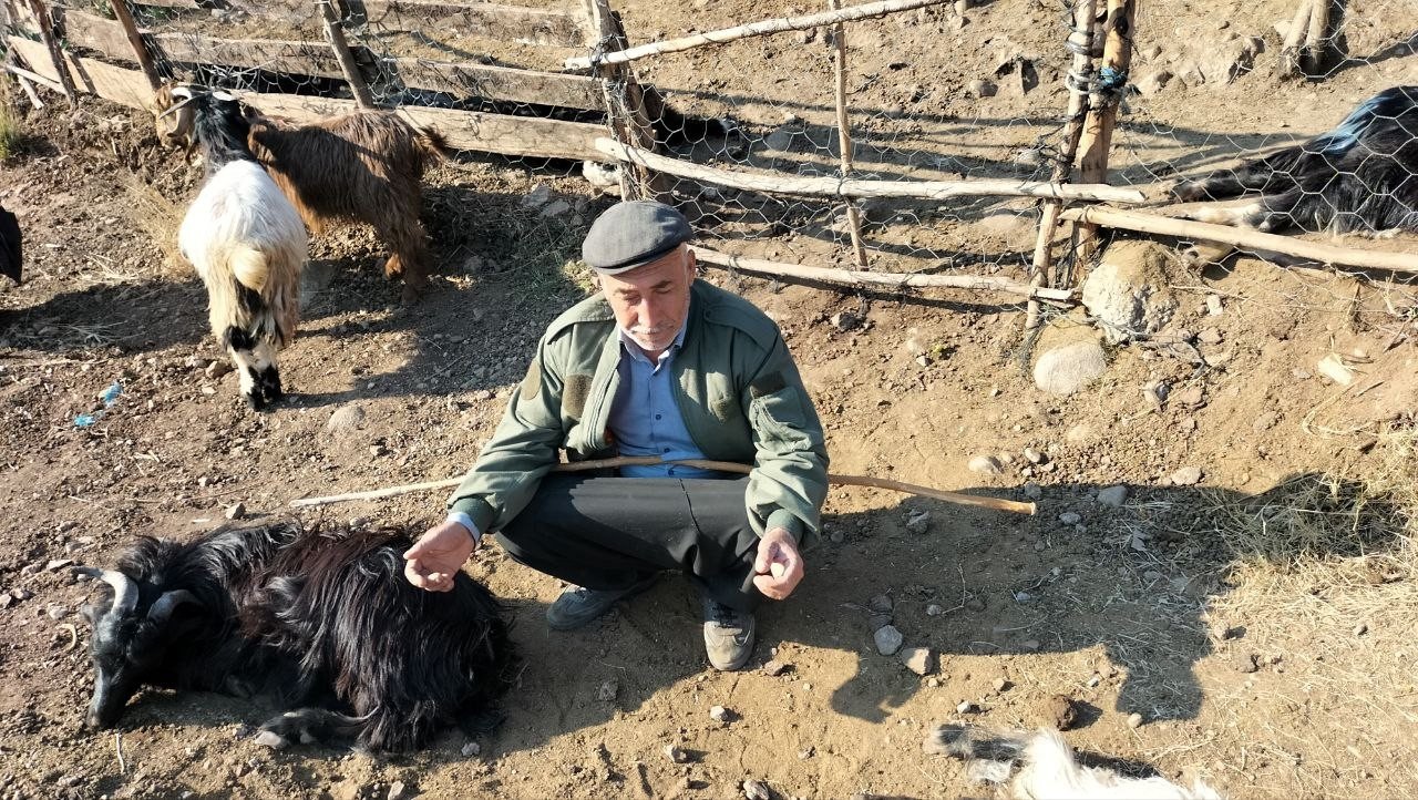 Ağıla giren sokak köpekleri, 9 keçiyi telef etti