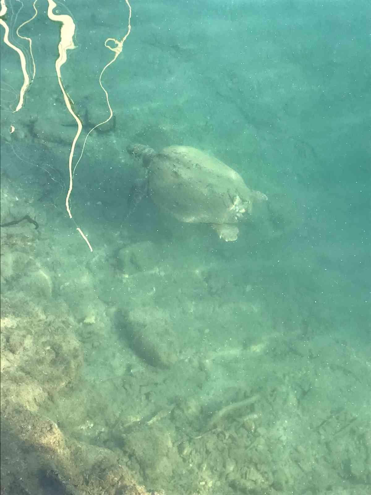 Datça’da deniz kaplumbağasını balıkla beslediler