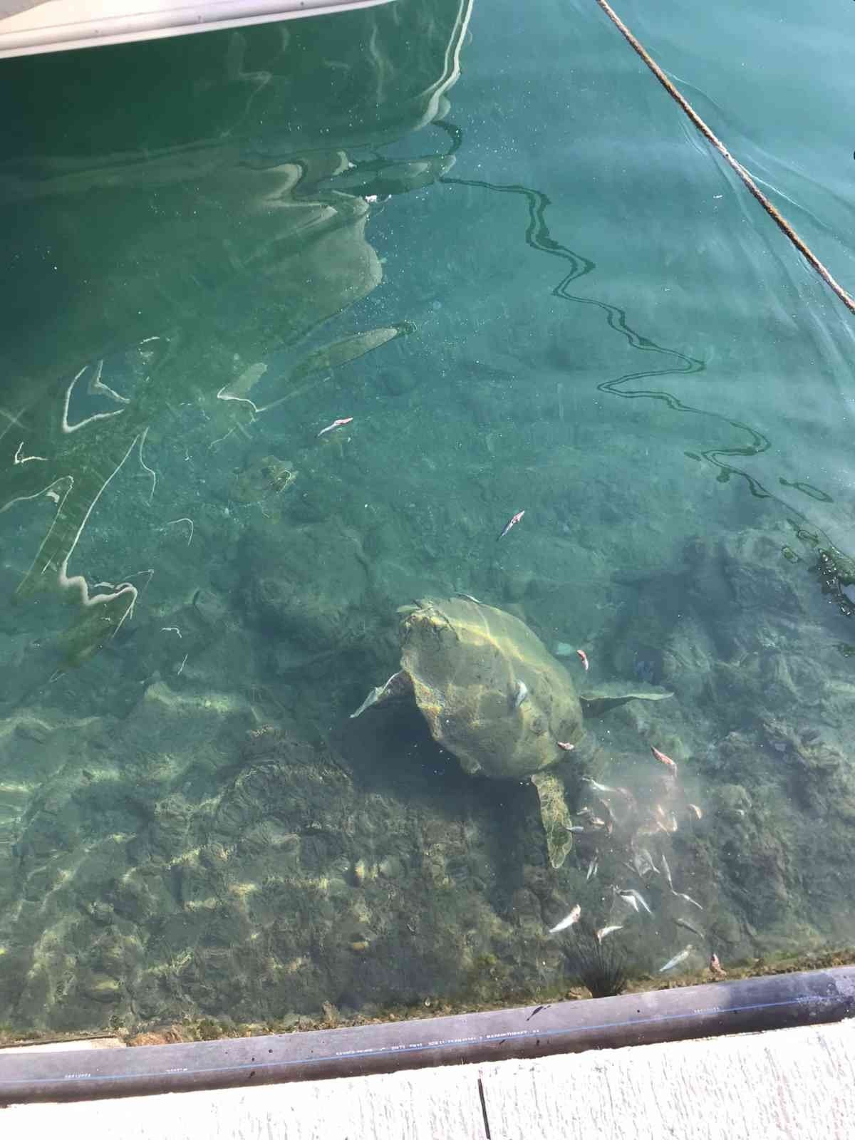 Datça’da deniz kaplumbağasını balıkla beslediler