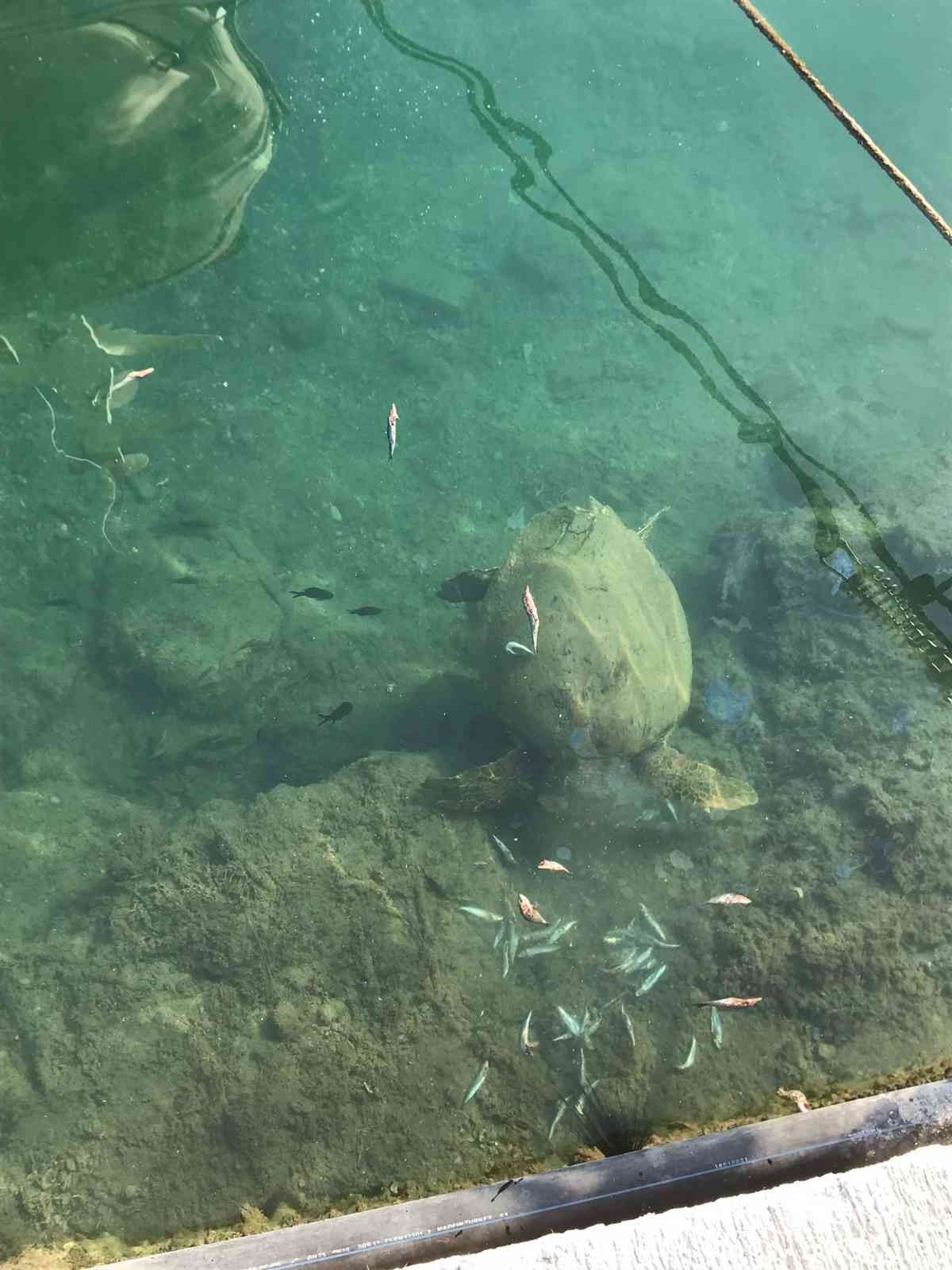 Datça’da deniz kaplumbağasını balıkla beslediler