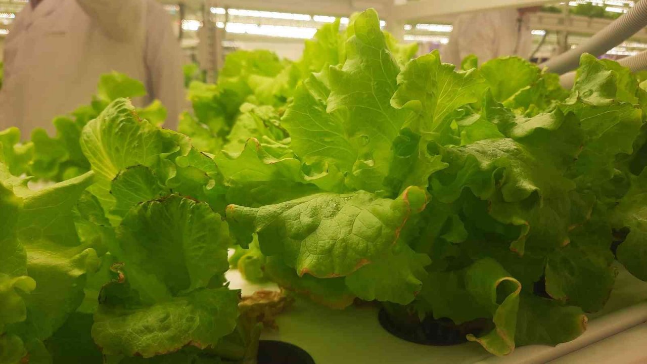 Dünyanın 2’nci dikey tarım merkezi, Tarım ve Orman Bakanı Vahit Kirişci tarafından İstanbul’da açıldı