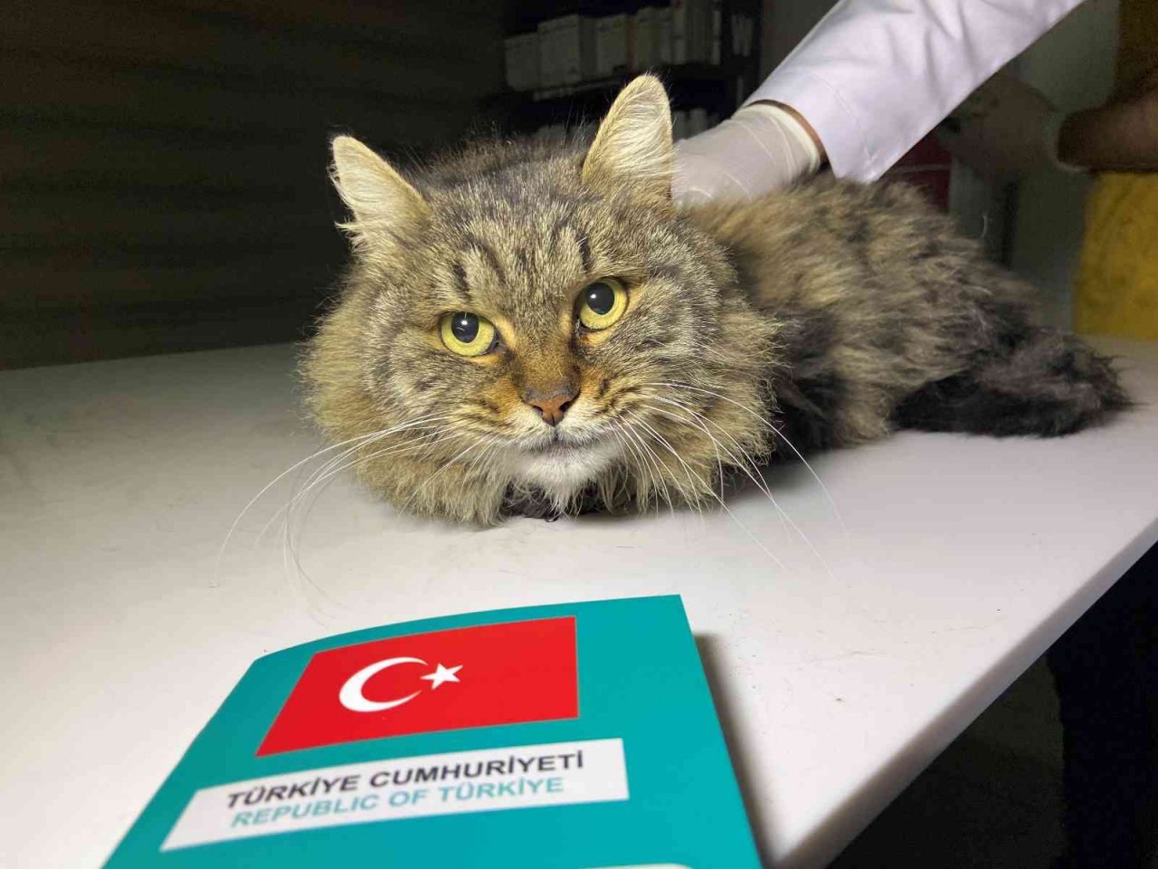 Türkiye’de 629 bin 165 sahipli hayvana çip takıldı