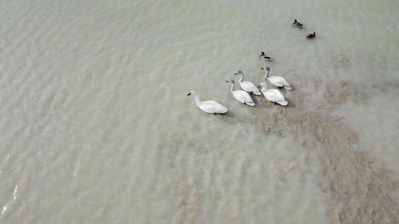 Arin Gölü son misafirlerini ağırlıyor