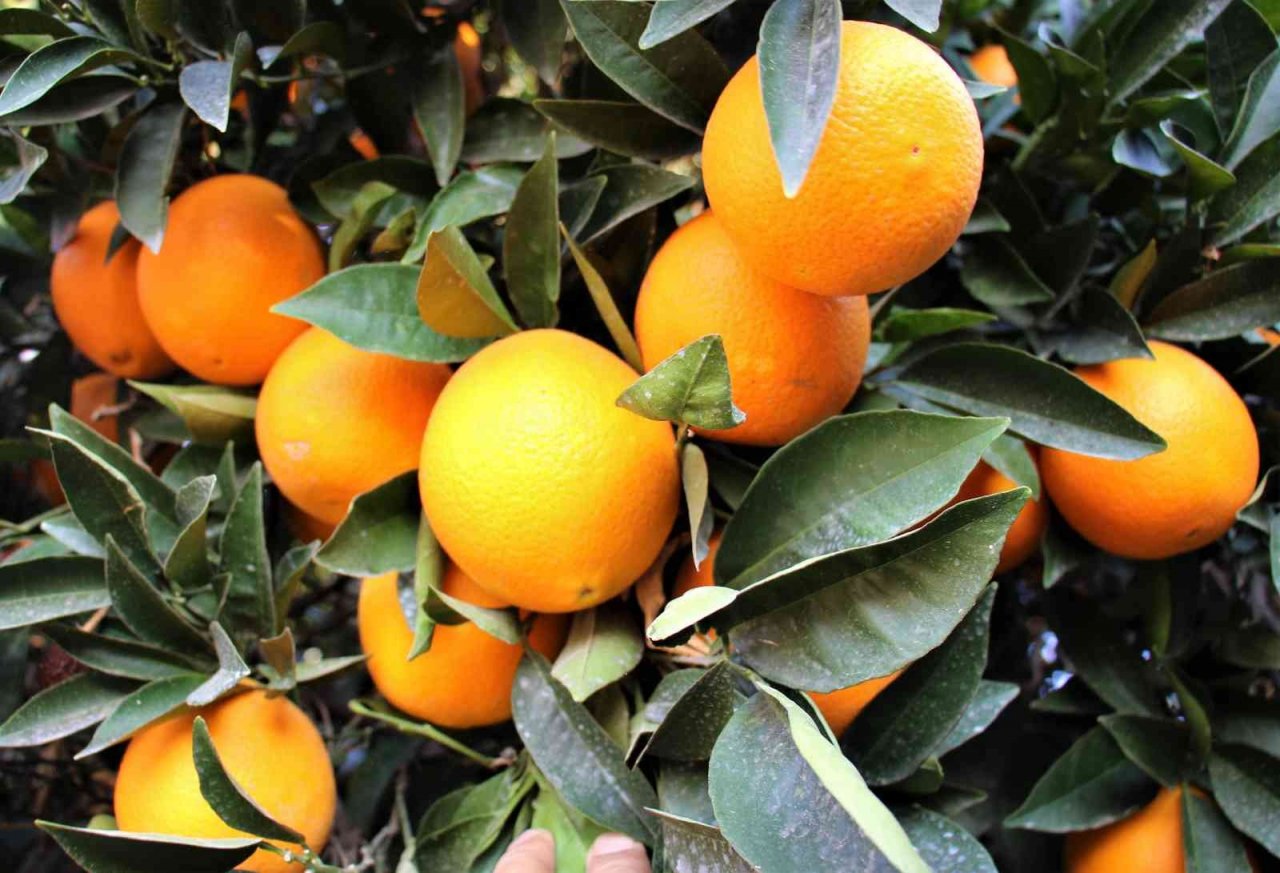 Mersin’de portakalda hasat başladı