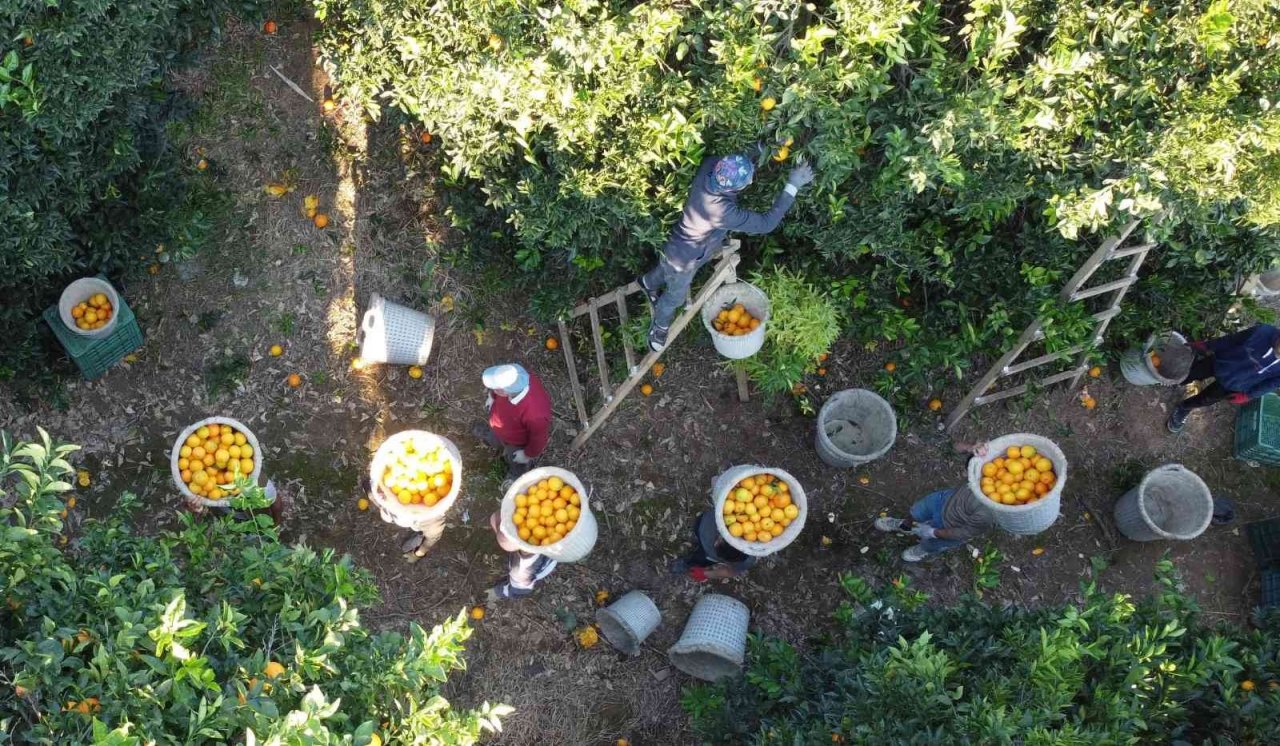 Mersin’de portakalda hasat başladı