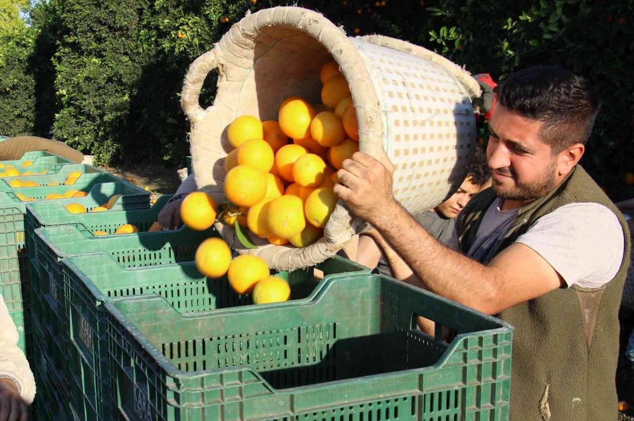 Mersin’de portakalda hasat başladı