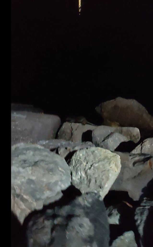 Kartal Sahili’nde ortaya çıkan su samuru kamerada