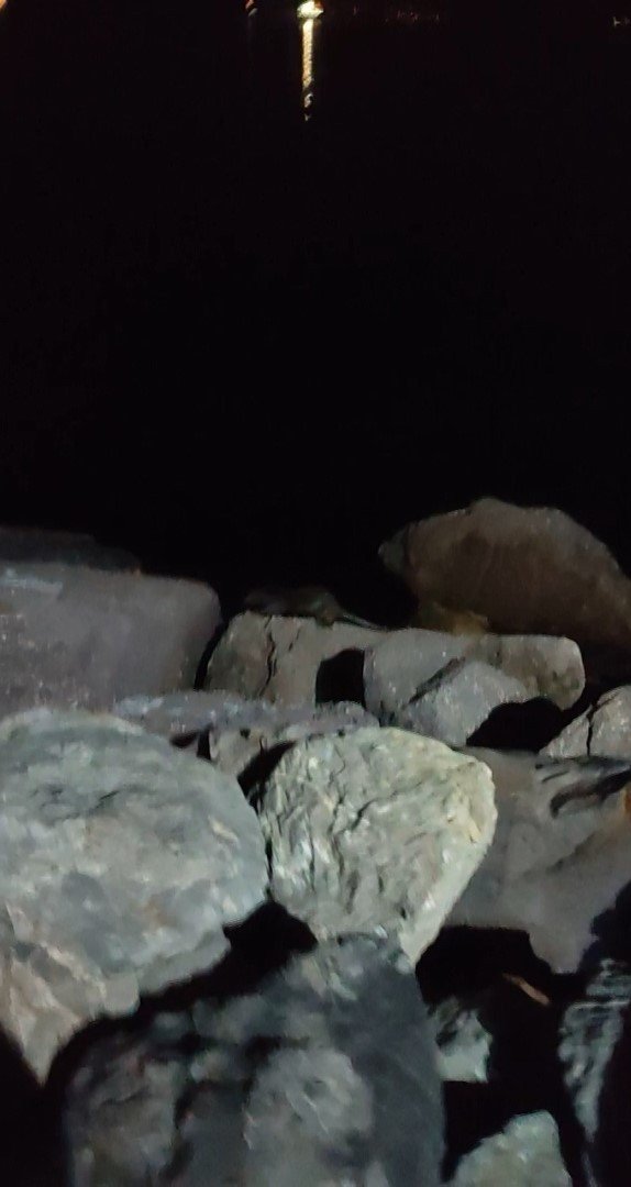 Kartal Sahili’nde ortaya çıkan su samuru kamerada