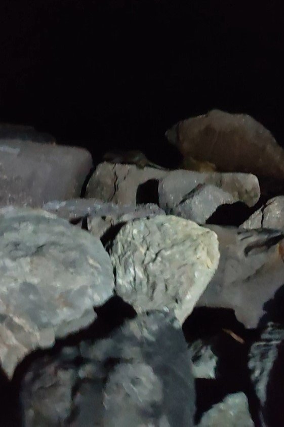 Kartal Sahili’nde ortaya çıkan su samuru kamerada