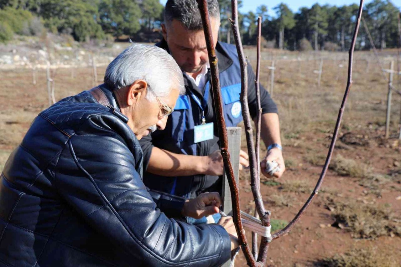 Büyükşehir’den yüzde 50 hibe alarak ceviz tarlası oluşturdu