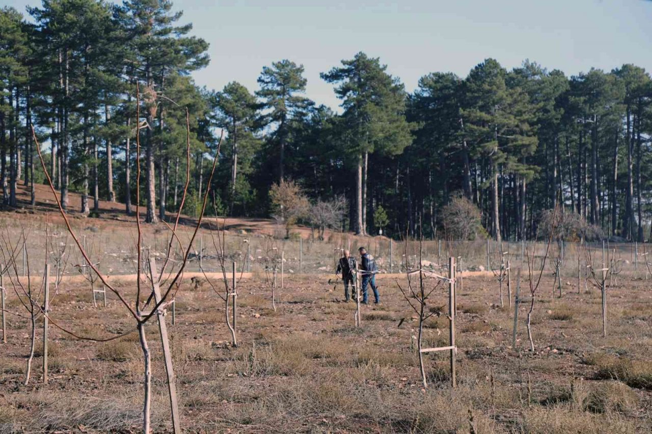 Büyükşehir’den yüzde 50 hibe alarak ceviz tarlası oluşturdu