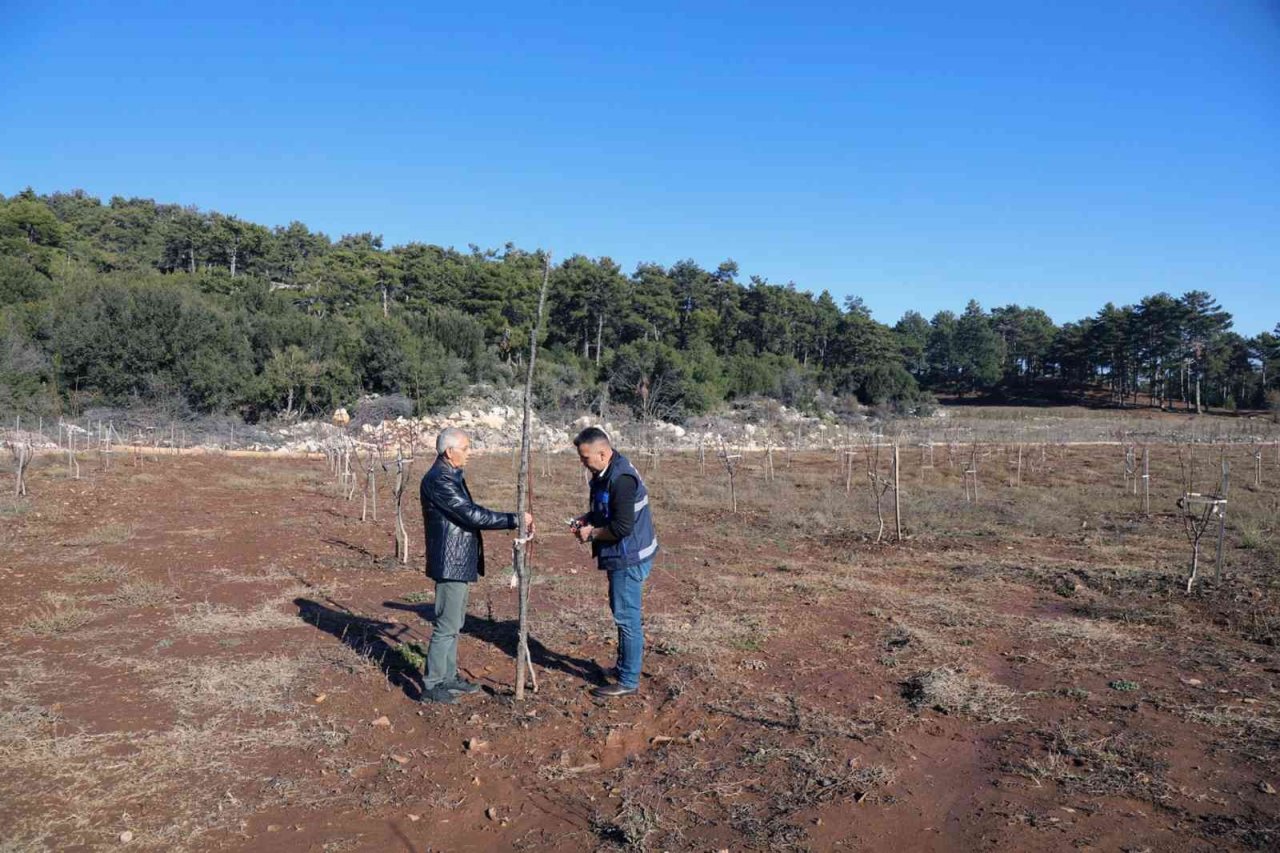 Büyükşehir’den yüzde 50 hibe alarak ceviz tarlası oluşturdu