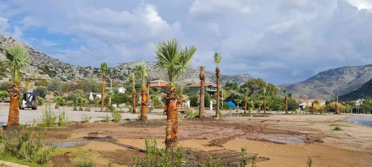 Marmaris’te halk plajlarına palmiye ağaçları dikildi