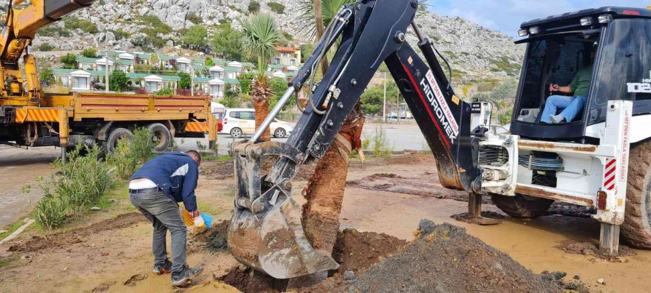 Marmaris’te halk plajlarına palmiye ağaçları dikildi