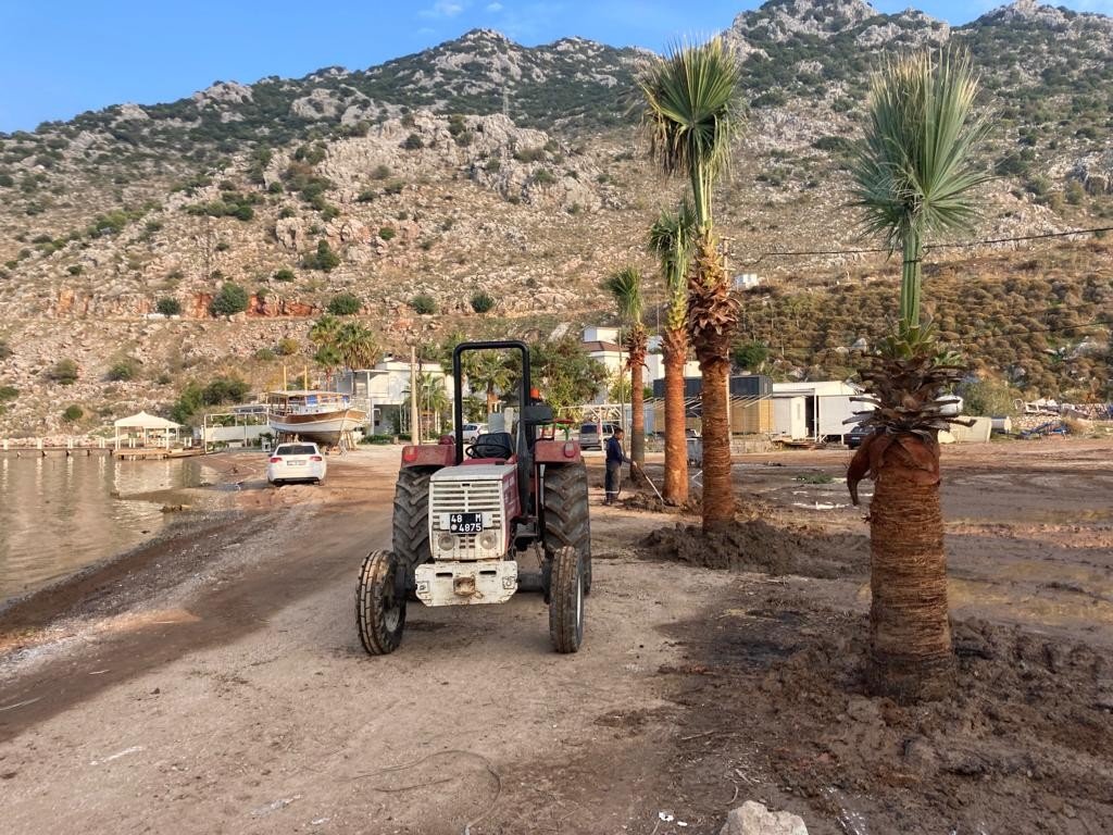 Marmaris’te halk plajlarına palmiye ağaçları dikildi
