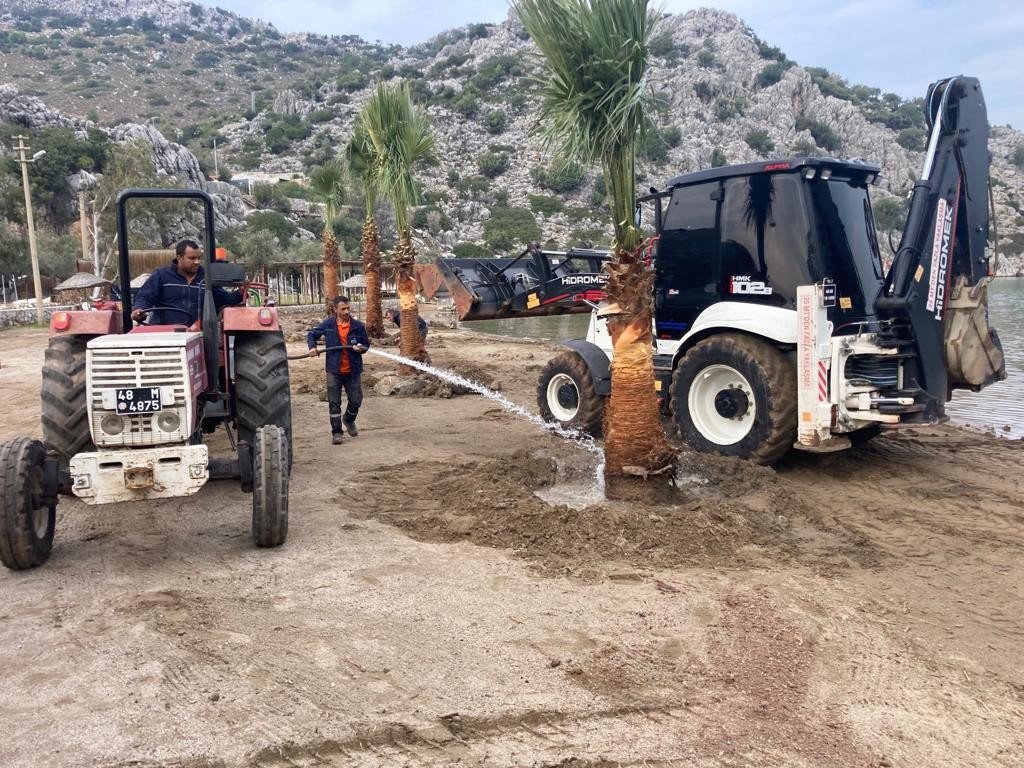 Marmaris’te halk plajlarına palmiye ağaçları dikildi