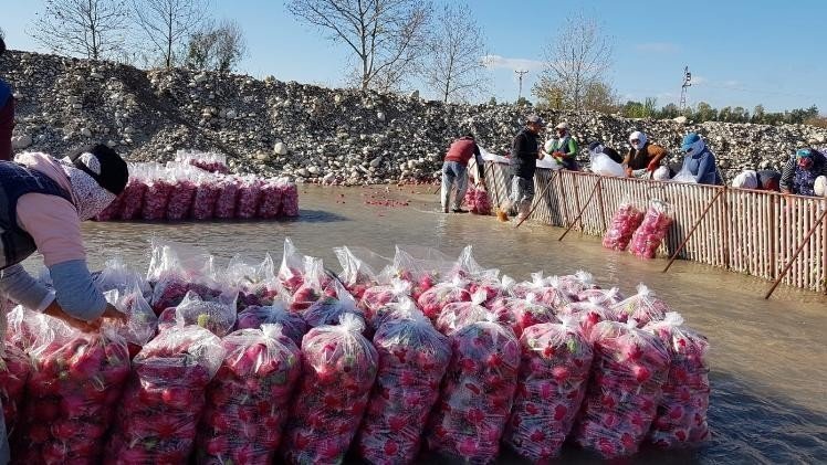 "Kırmızı altın" turp hasadı başladı